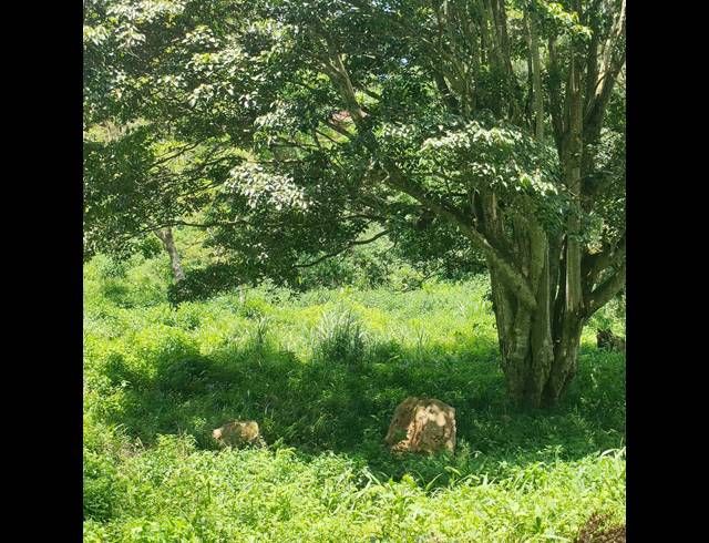 6,000M² VACANT LAND FOR SALE IN CLIFTON PARK